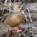 Mallard (female)