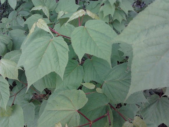 Spotting Image 1