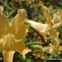 Sticky Monkey Flower