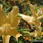 Sticky Monkey Flower