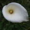Calla Lily