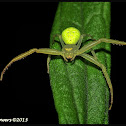 Crab Spider