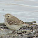 American Pipit