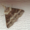 8381 Renia discoloralis - Discolored Renia