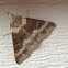 8381 Renia discoloralis - Discolored Renia