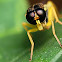 Soldier Fly