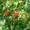 Wild Berries
