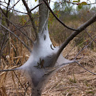 Eastern tent caterpillar
