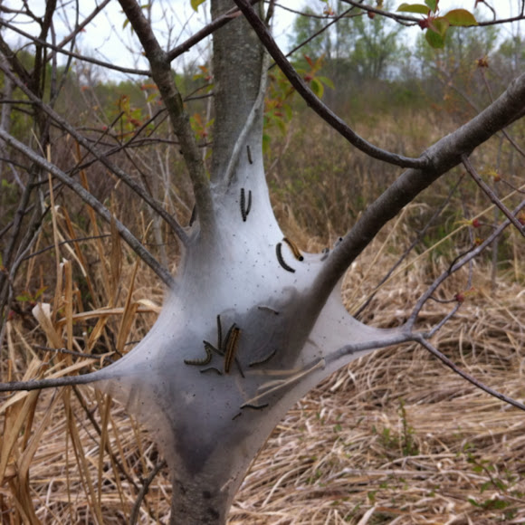 Spotting Image 1