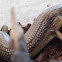 Great Plains Skink