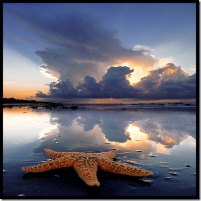 starfish