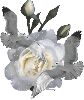 flores24