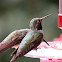 Broad-tailed Humming Bird