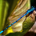 Azure Damelfly