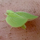 Planthopper