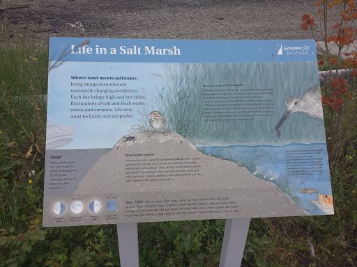 Life in a Salt Marsh