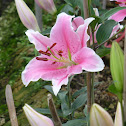 Lily