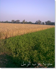 صورة003