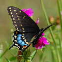 Black Swallowtail