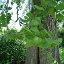 Gingko