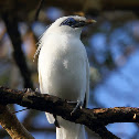 Bali Starling