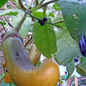 Eggplant
