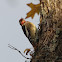 Yellow-bellied Sapsucker