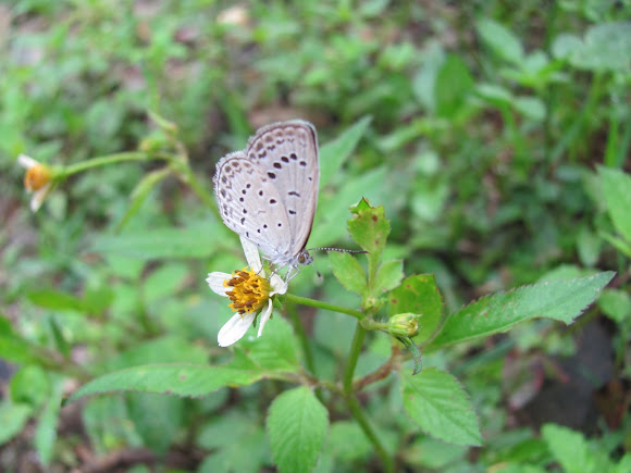 Spotting Image 1