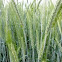 winter wheat, Winter Weizen