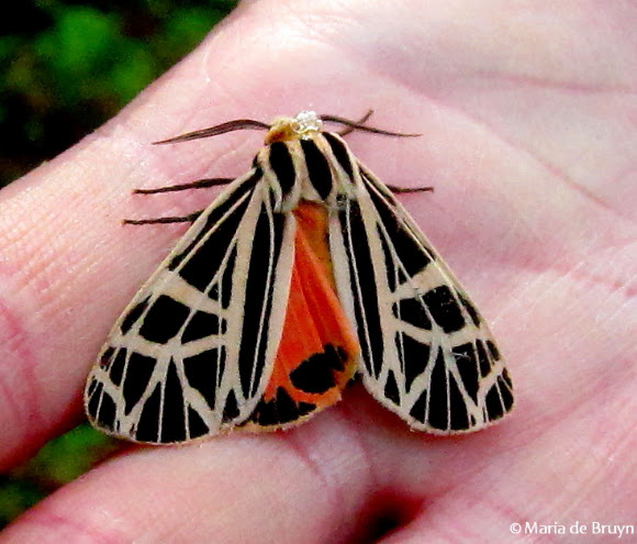 Spotting Image 1