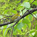 Japanese White-Eye