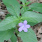 Wild Petunia
