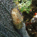 Flamingo Tongue Snail