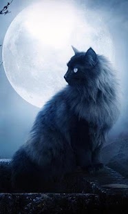 How to get Black Cats Wallpapers lastet apk for laptop