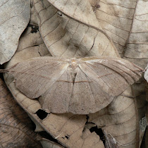 Mimetic Animals of the World
