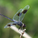 Four-spotted Pennant