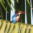 Birds of Western Ghats