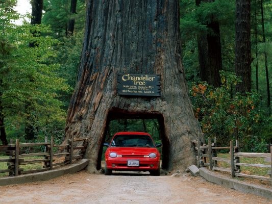 [normal_Chandelier Tree, Leggett, California[3].jpg]