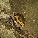 Asian Painted Frog