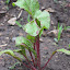 Beets