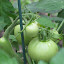 Idyllhands's Vegetable garden