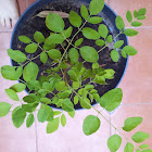 Moringa