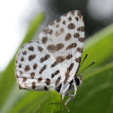 Forest Pierrot