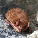 Brown bat