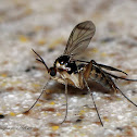 Fungus Gnat