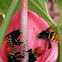 Orchid Bees