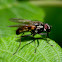 housefly