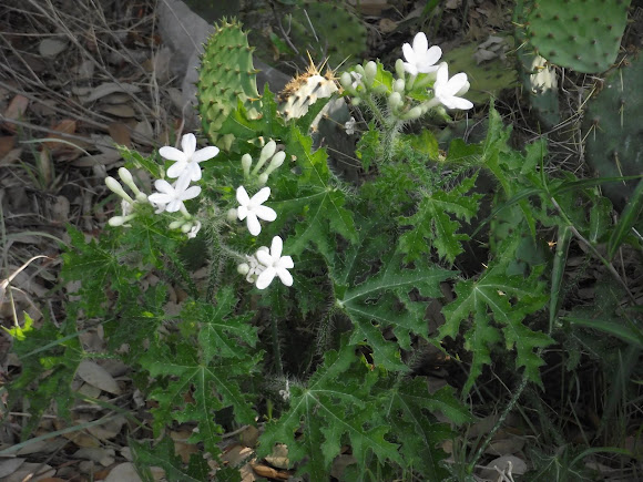 Spotting Image 1