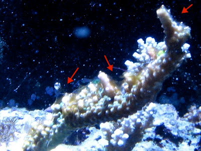 Brown stringy algae on some corals? - Reef Central Online Community