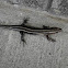 Southeastern Five-Lined Skink
